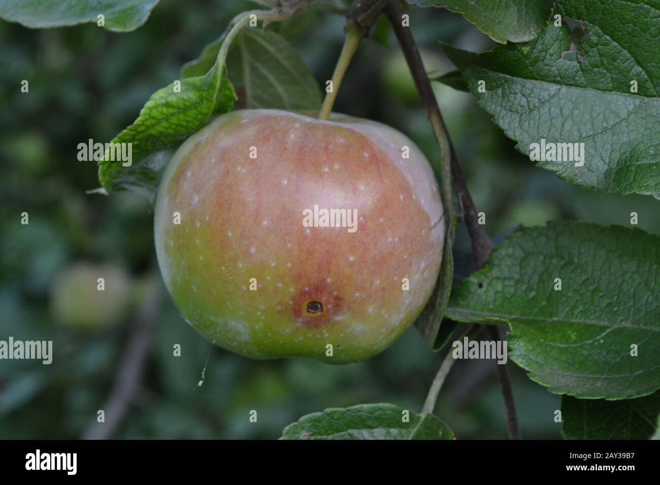 Apple. Grade Florina. Apples average maturity. Fruits apple on the