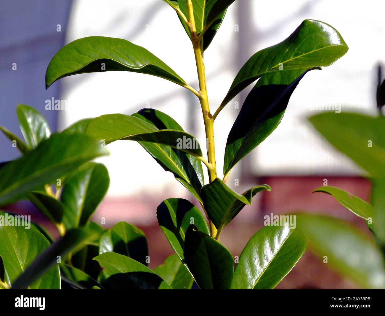 waxy deep green leaves closeup in selective focus. evergreen