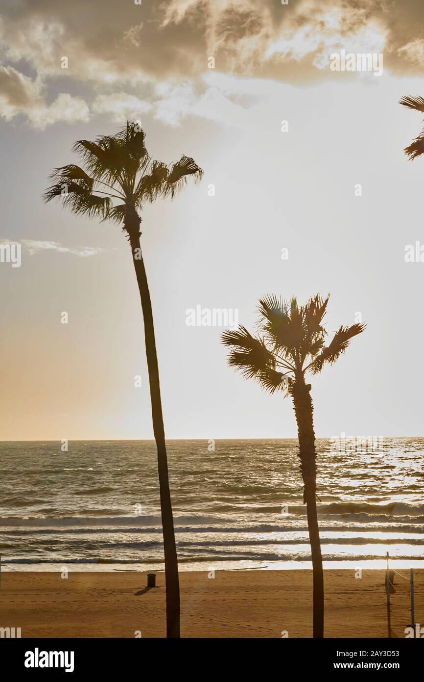 Palm trees on sandy beach Stock Photo - Alamy