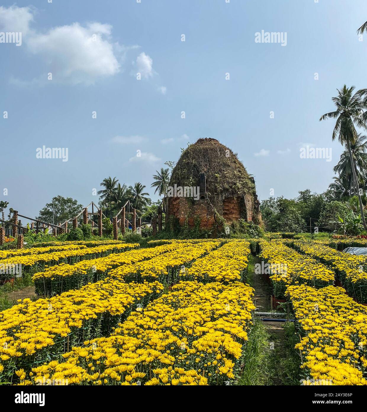 Ancient brickyard with Marigold flower field at spring in Mekong Delta, Vietnam. Stock Photo