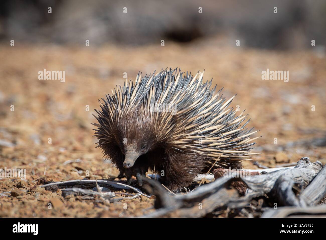 Echidna egg hi-res stock photography and images - Alamy