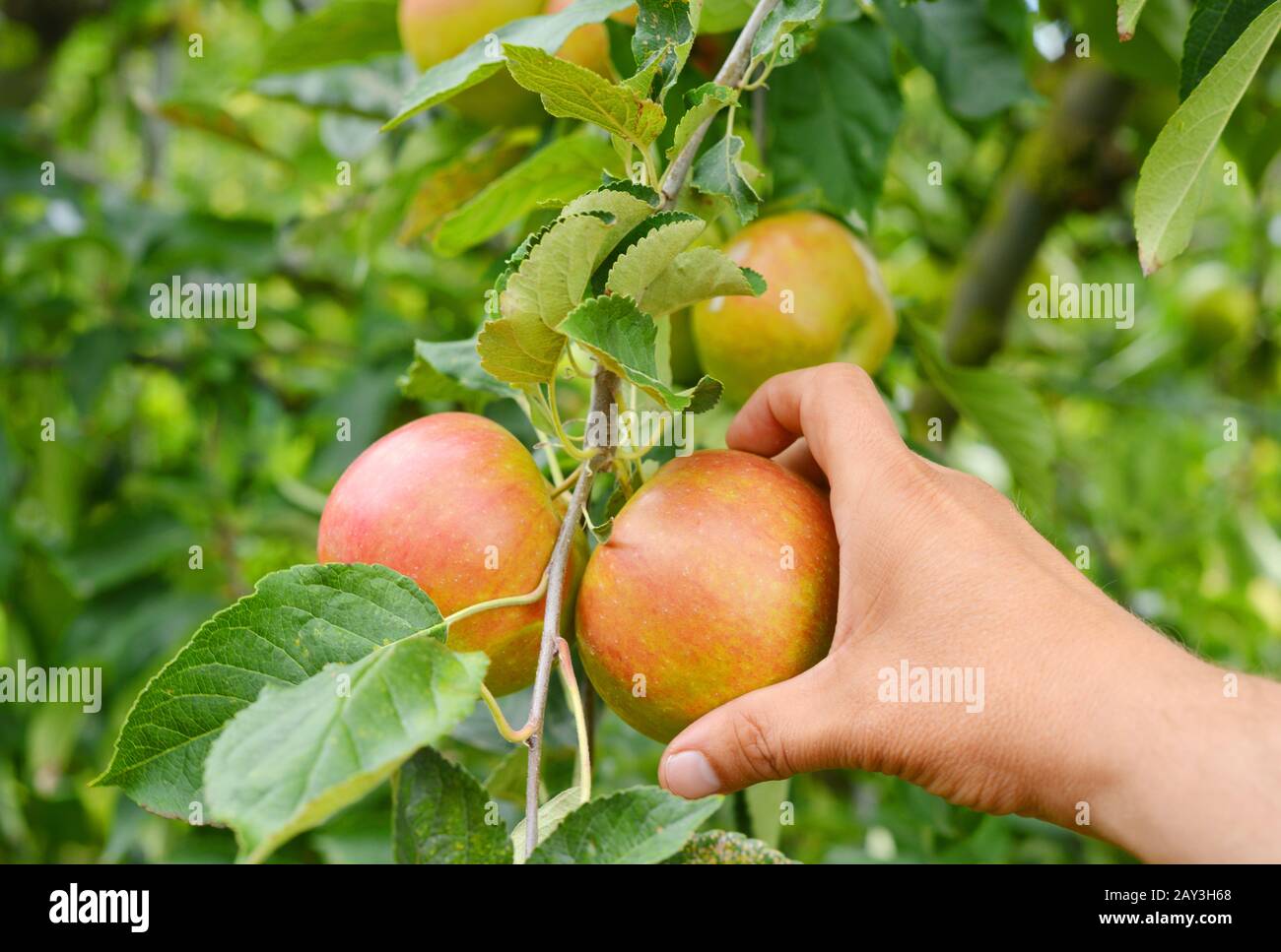 A close up of a hand harvesting organic apples Stock Photo Alamy