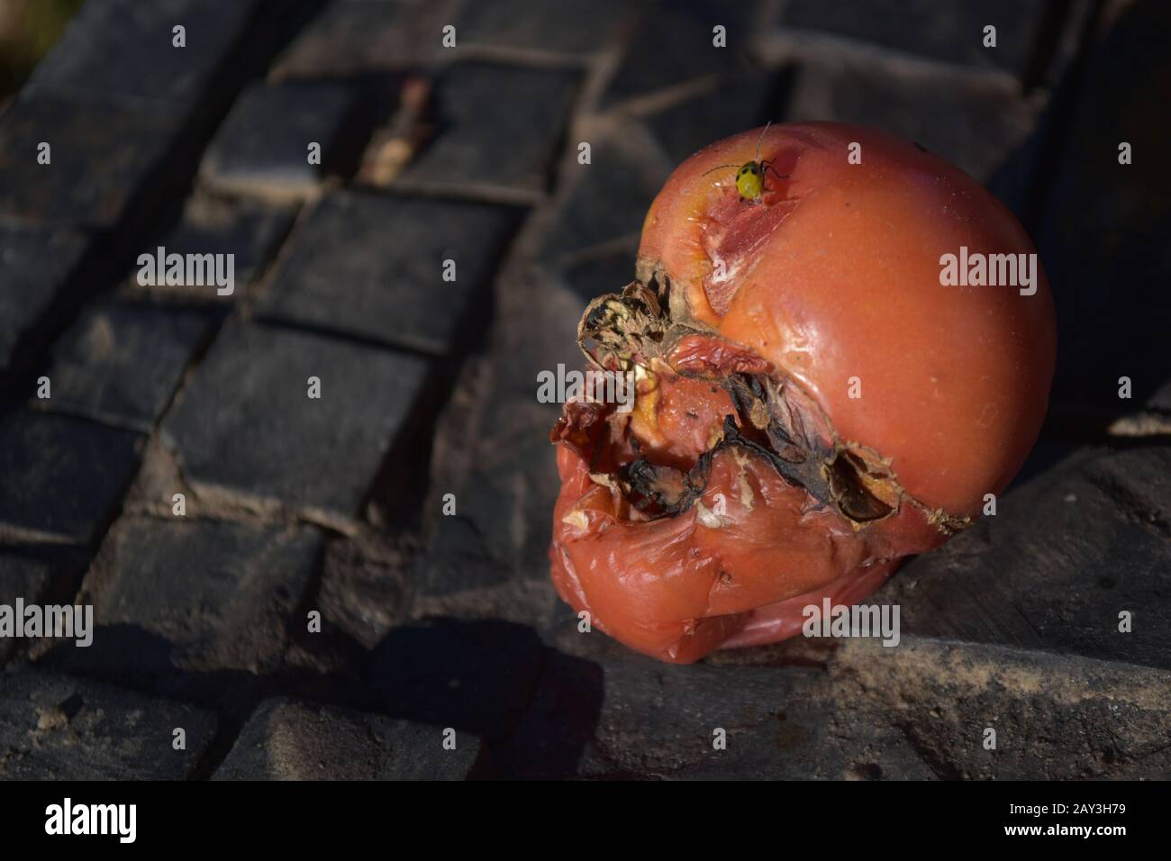Close-up of rotten tomato with ladybug on top Stock Photo