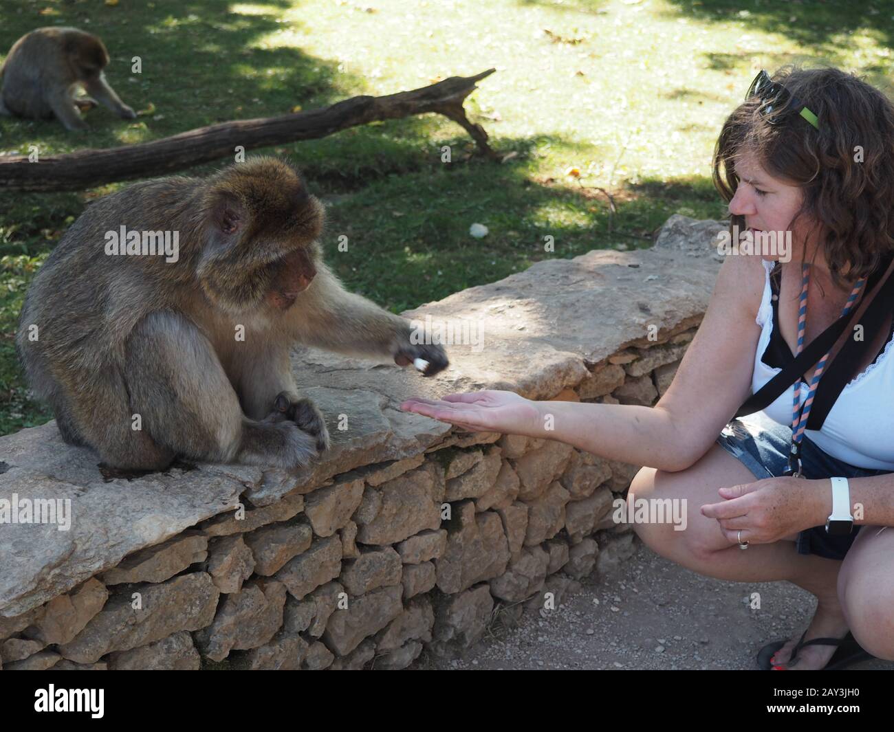 La Forêt des Singes de Rocamadour, Lot Department, Aquitaine, Barbary macaques free roaming in the monkey sanctuary. Travel locations in France Stock Photo