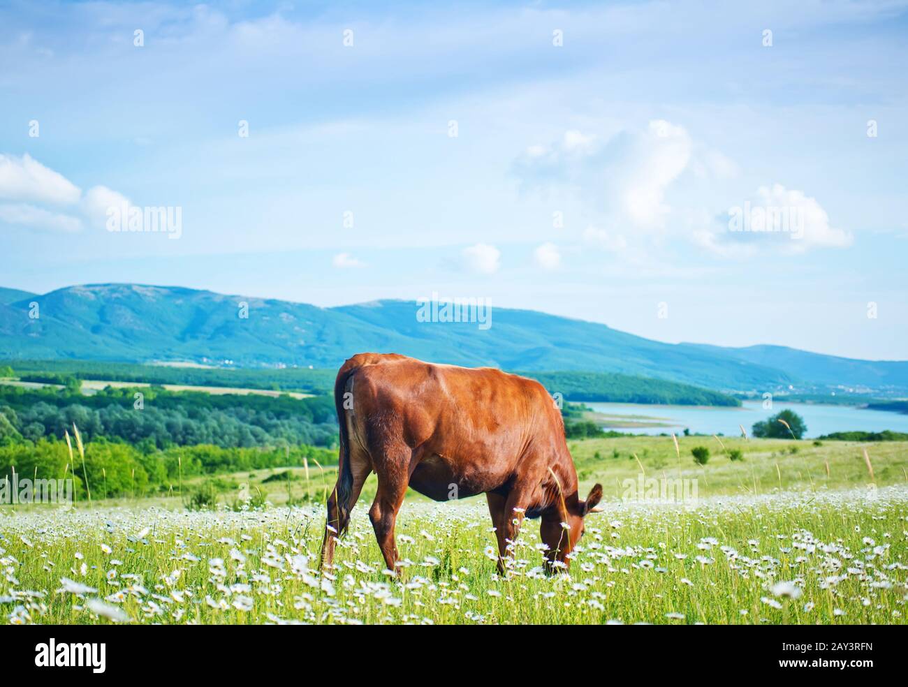 Domestic cattle holstein cow laying hi-res stock photography and images ...