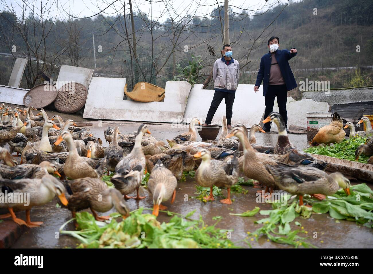 Chongqing, China. 14th Feb, 2020. Farmer Fu Zongyong (L) and a staff of local government count ducks at Shuangjing village of Yufengshan Town in Yubei District of southwest China's Chongqing Municipality, Feb. 14, 2020. Since the outbreak of the novel coronavirus, Fu Zongyong, a poverty-striken farmer has been unable to sell his ducks due to the closing of live poultry markets. Local authorities sent staff to help him with quarantine and sales of ducks to ensure his income during the battle against the epidemic. Credit: Xinhua/Alamy Live News Stock Photo