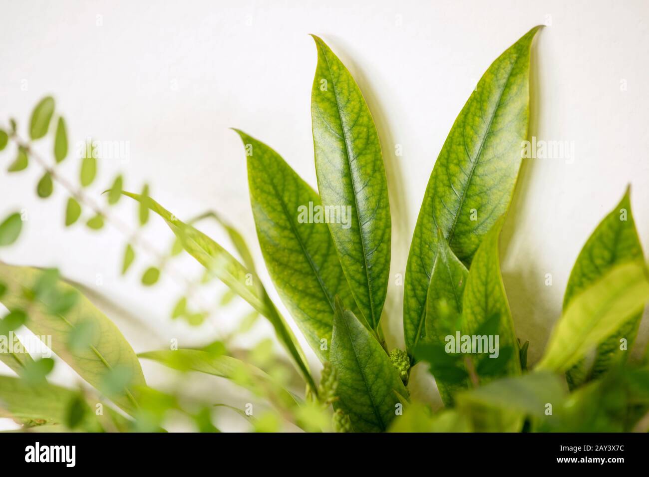 Close up of fresh light green leaves on white background, abstract composition. Foliage background. Stock Photo