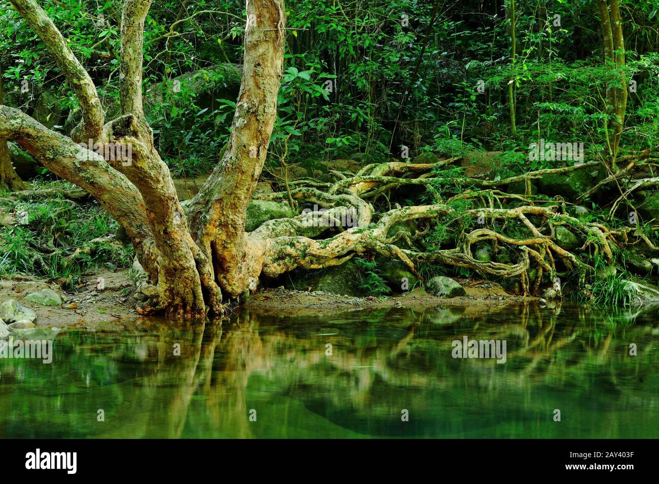 Rock in rain forest hi-res stock photography and images - Alamy