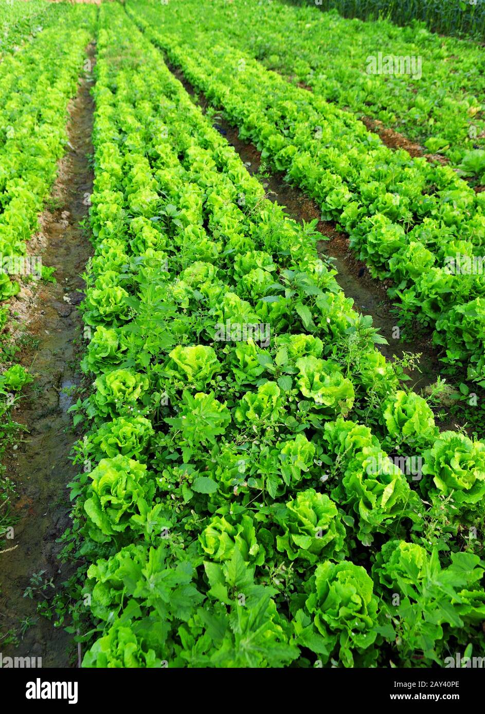 Cultivated land Stock Photo