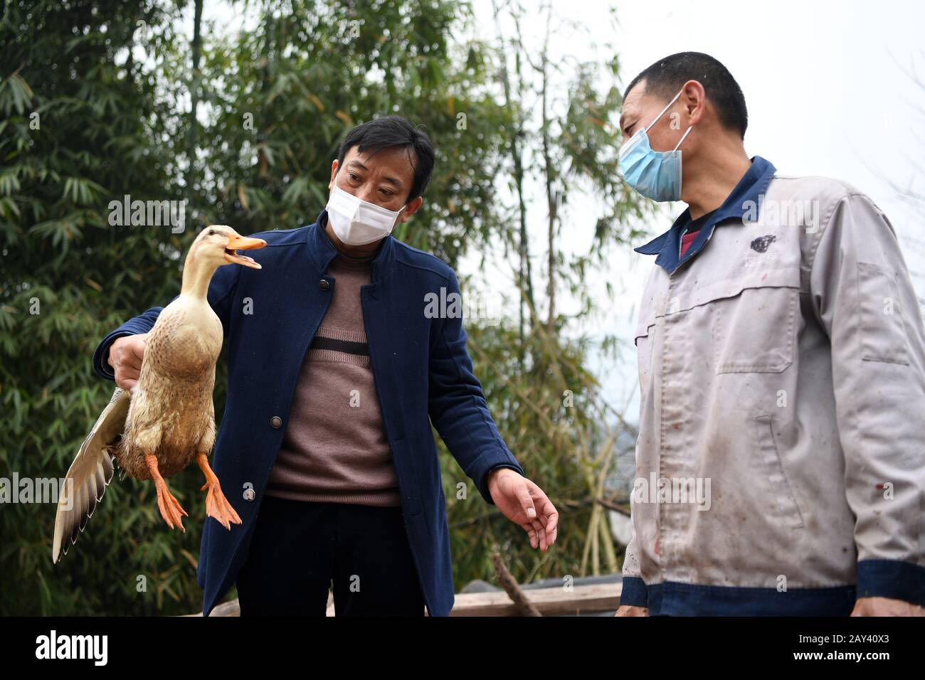 Chongqing. 14th Feb, 2020. Farmer Fu Zongyong (R) and a staff of local government check ducks at Shuangjing village of Yufengshan Town in Yubei District of southwest China's Chongqing Municipality, Feb. 14, 2020. Since the outbreak of the novel coronavirus, Fu Zongyong, a poverty-striken farmer has been unable to sell his ducks due to the closing of live poultry markets. Local authorities sent staff to help him with quarantine and sales of ducks to ensure his income during the battle against the epidemic. Credit: Tang Yi/Xinhua/Alamy Live News Stock Photo