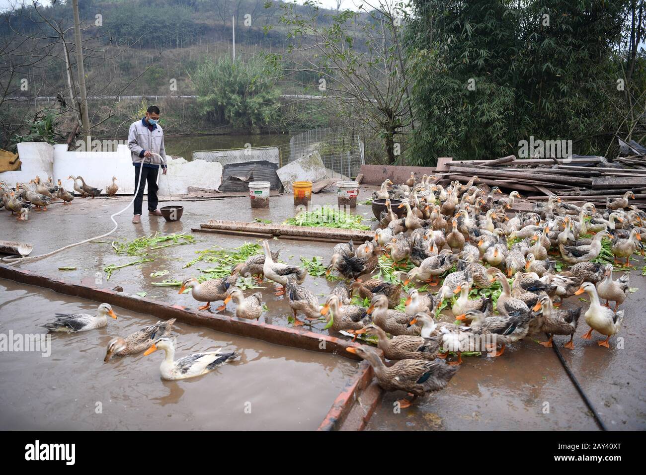 Chongqing. 14th Feb, 2020. Farmer Fu Zongyong feeds ducks at Shuangjing village of Yufengshan Town in Yubei District of southwest China's Chongqing Municipality, Feb. 14, 2020. Since the outbreak of the novel coronavirus, Fu Zongyong, a poverty-striken farmer has been unable to sell his ducks due to the closing of live poultry markets. Local authorities sent staff to help him with quarantine and sales of ducks to ensure his income during the battle against the epidemic. Credit: Tang Yi/Xinhua/Alamy Live News Stock Photo