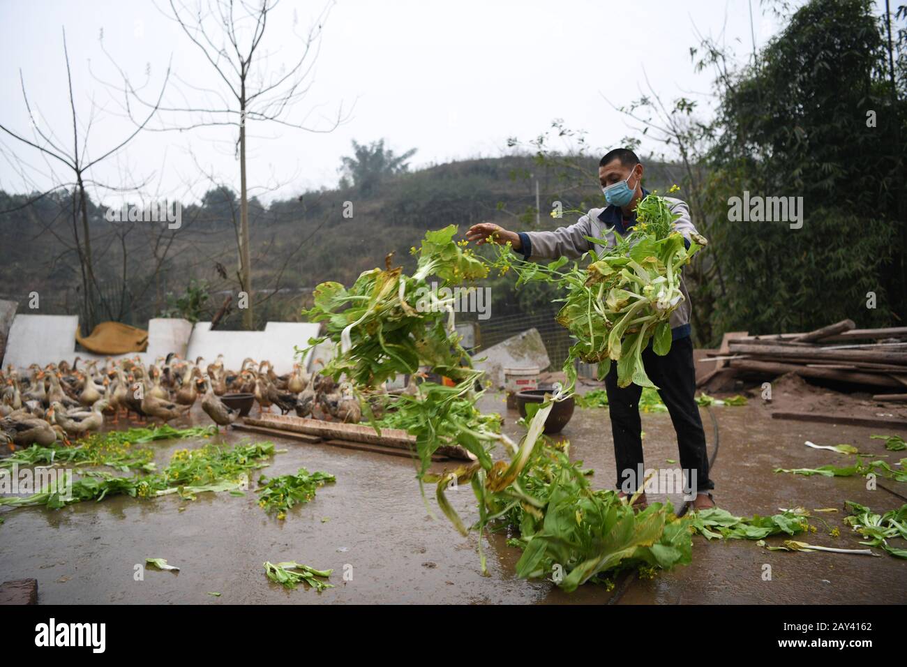 Chongqing. 14th Feb, 2020. Farmer Fu Zongyong feeds ducks at Shuangjing village of Yufengshan Town in Yubei District of southwest China's Chongqing Municipality, Feb. 14, 2020. Since the outbreak of the novel coronavirus, Fu Zongyong, a poverty-striken farmer has been unable to sell his ducks due to the closing of live poultry markets. Local authorities sent staff to help him with quarantine and sales of ducks to ensure his income during the battle against the epidemic. Credit: Tang Yi/Xinhua/Alamy Live News Stock Photo