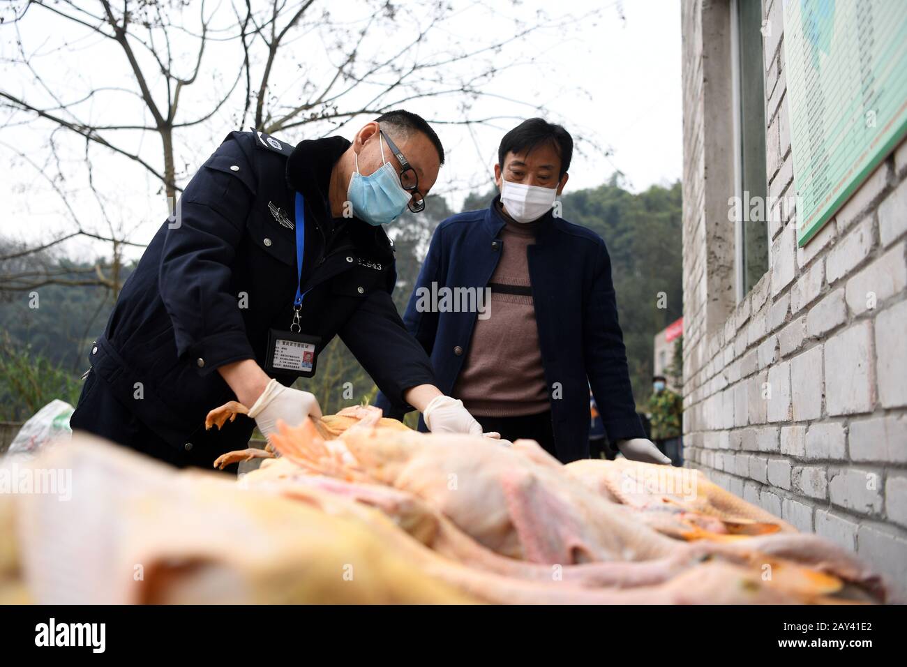 Chongqing. 14th Feb, 2020. A staff of local veterinary station checks a butchered duck at Shuangjing village of Yufengshan Town in Yubei District of southwest China's Chongqing Municipality, Feb. 14, 2020. Since the outbreak of the novel coronavirus, Fu Zongyong, a poverty-striken farmer has been unable to sell his ducks due to the closing of live poultry markets. Local authorities sent staff to help him with quarantine and sales of ducks to ensure his income during the battle against the epidemic. Credit: Tang Yi/Xinhua/Alamy Live News Stock Photo