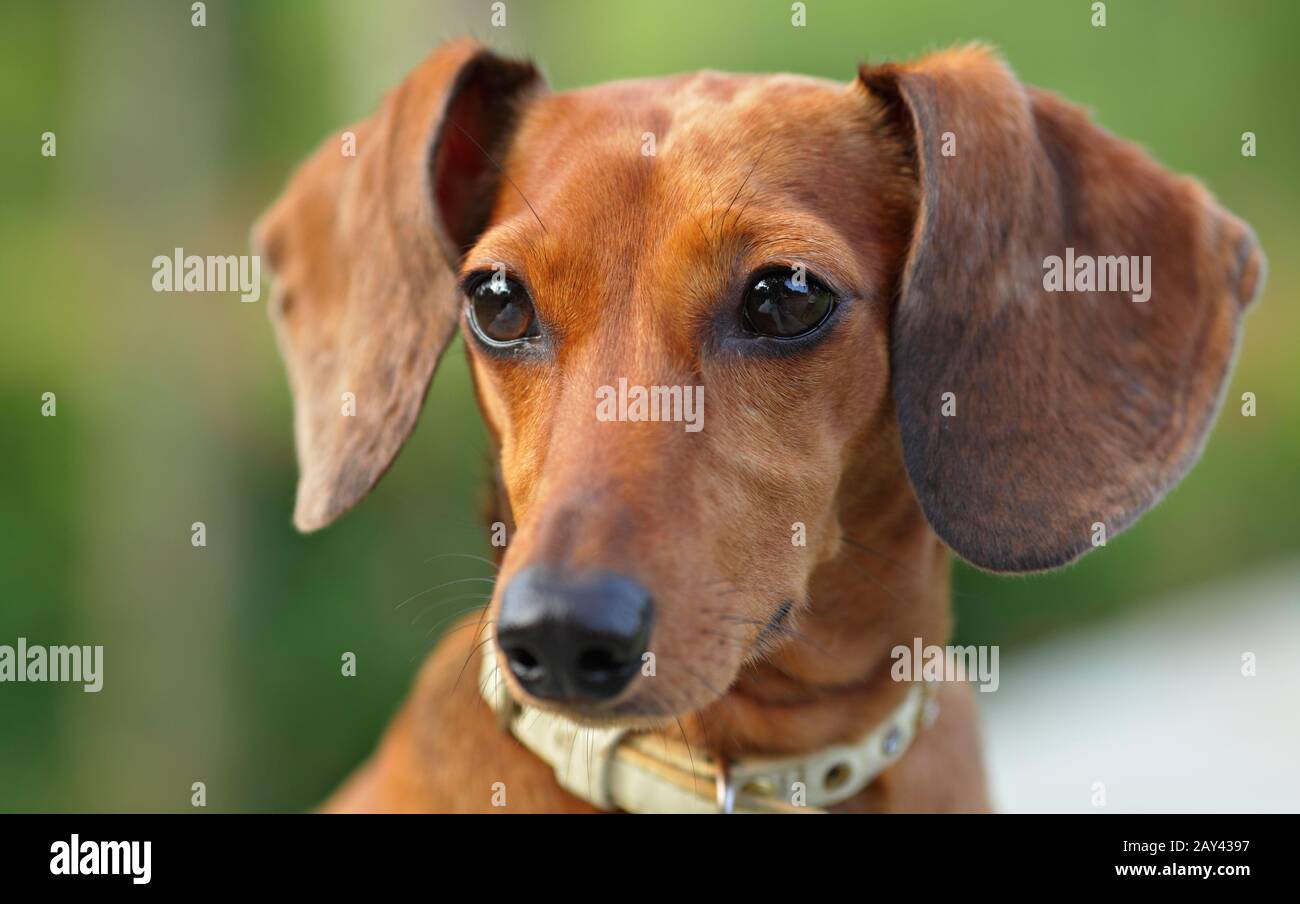 Dachshund with floppy ears hires stock photography and images Alamy