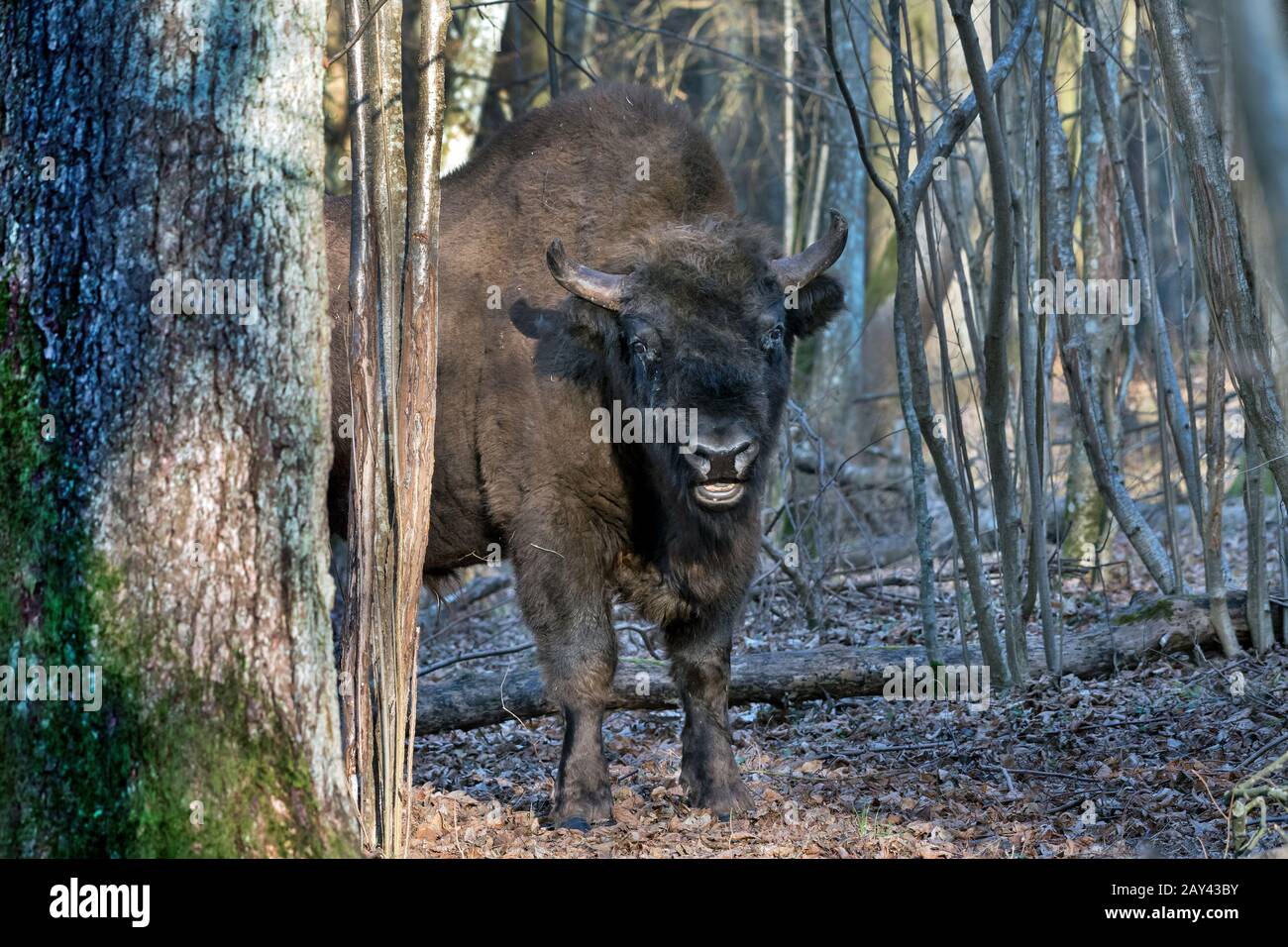 European Bison (Bison bonasus). Bialowieza, Poland Stock Photo