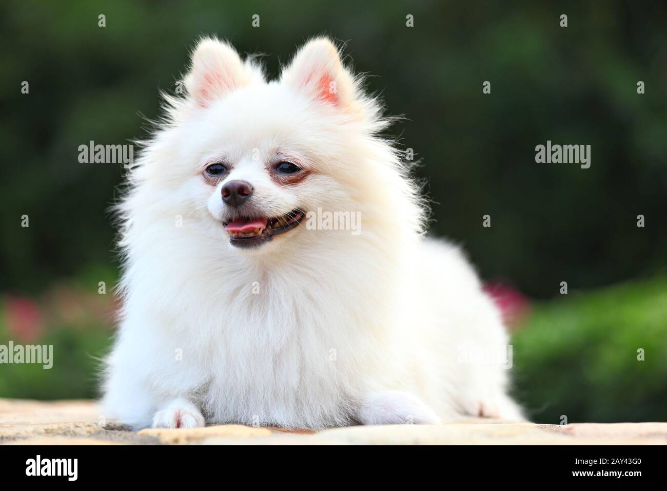 white pomeranian dog Stock Photo - Alamy