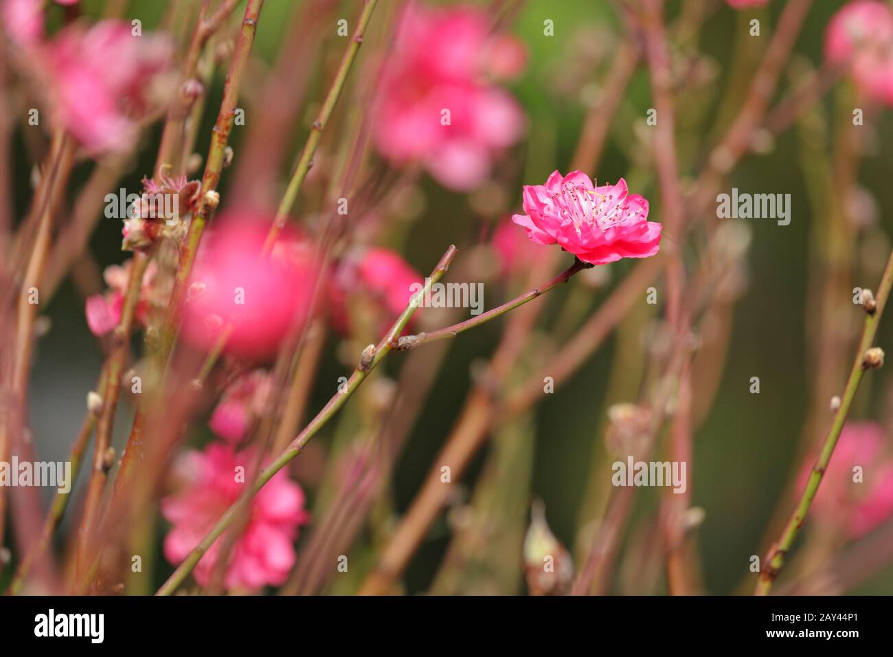 Chinese blossom abstract hires stock photography and images Alamy