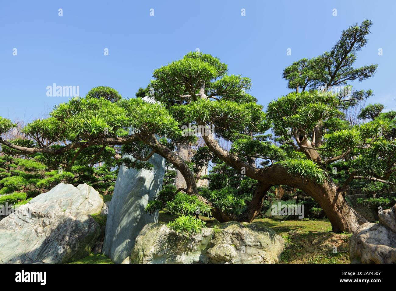 chinese garden plant Stock Photo Alamy