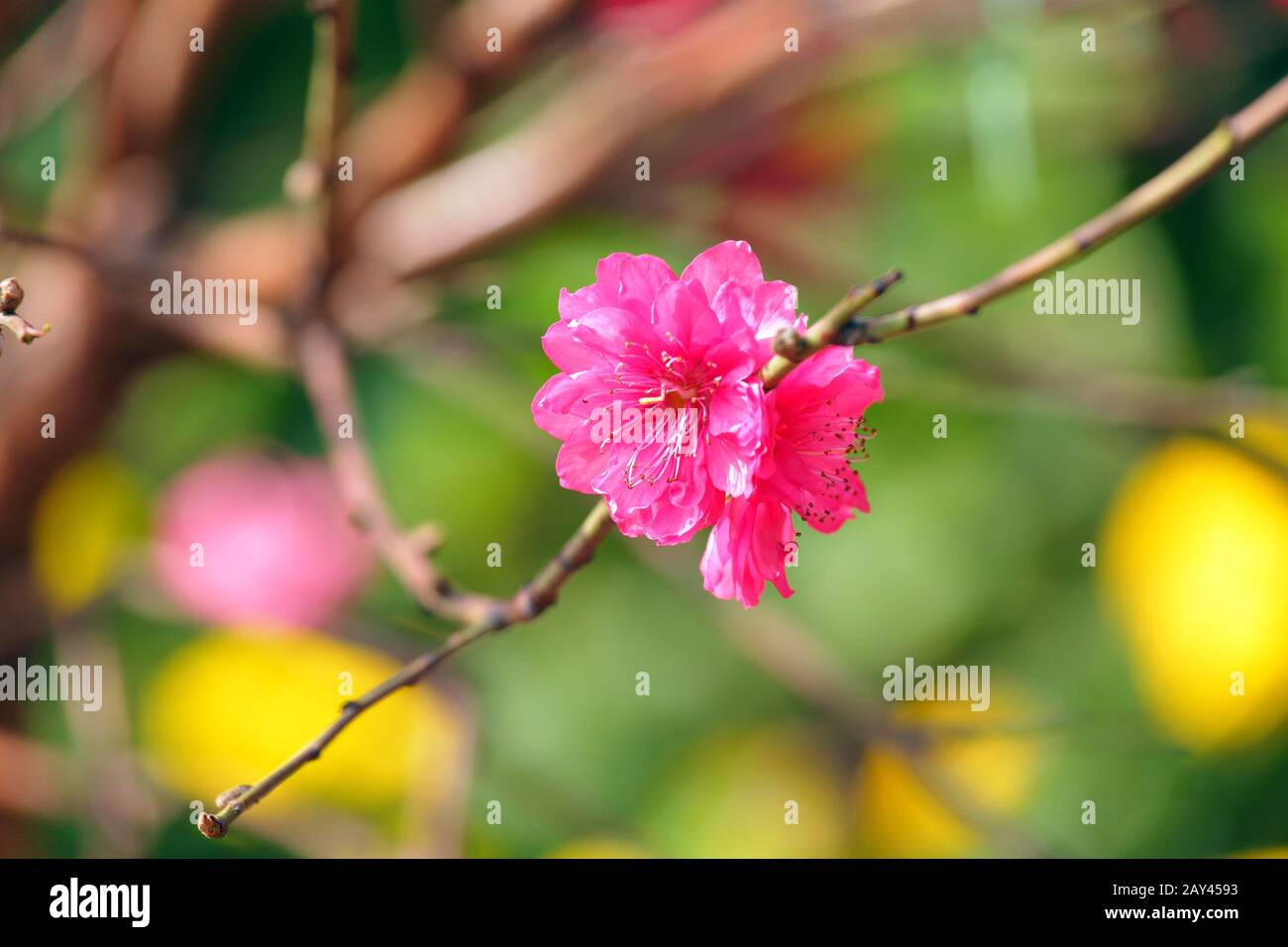 peach blossom , flower for chinese new year Stock Photo Alamy