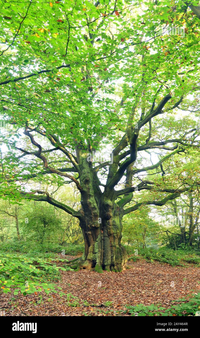 Big old tree hi-res stock photography and images - Alamy