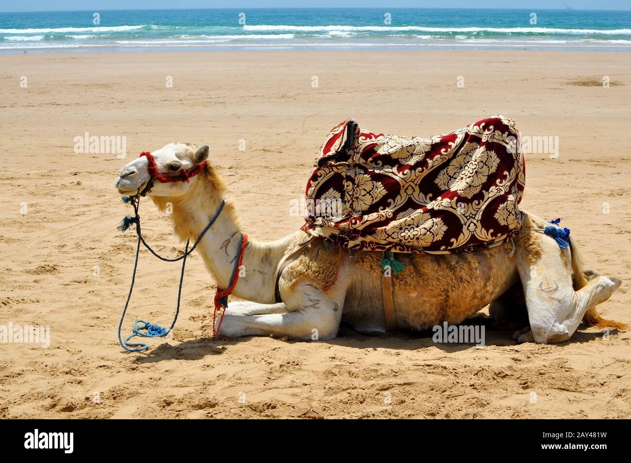 camel on the beach Stock Photo Alamy