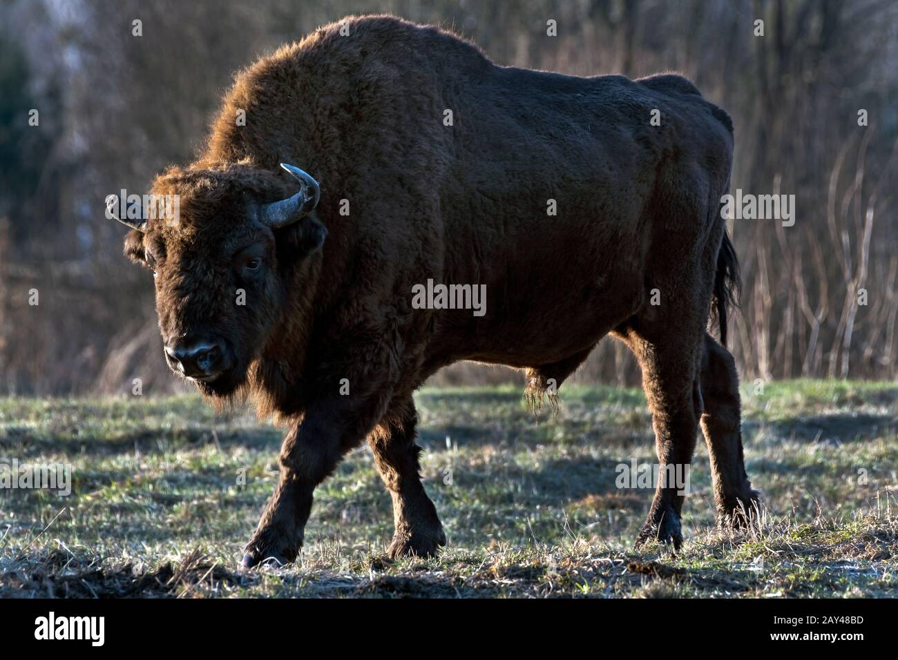 European Bison (Bison bonasus). Bialowieza, Poland Stock Photo