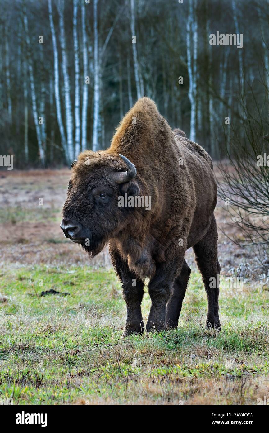 European Bison Back View Mammals european hi-res stock photography and images - Alamy