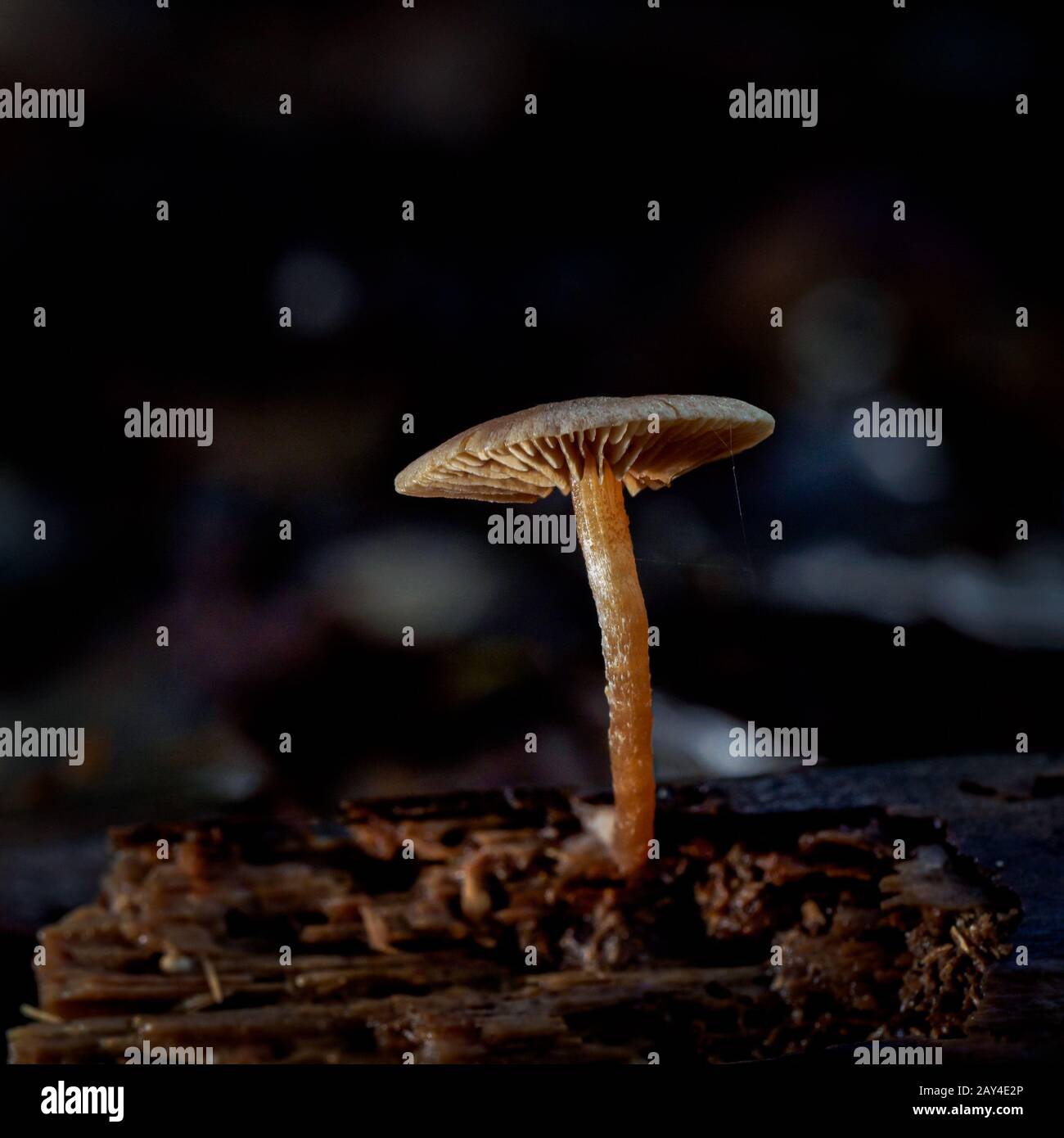 Close-up photograph of wild fungi growing in woodland Stock Photo