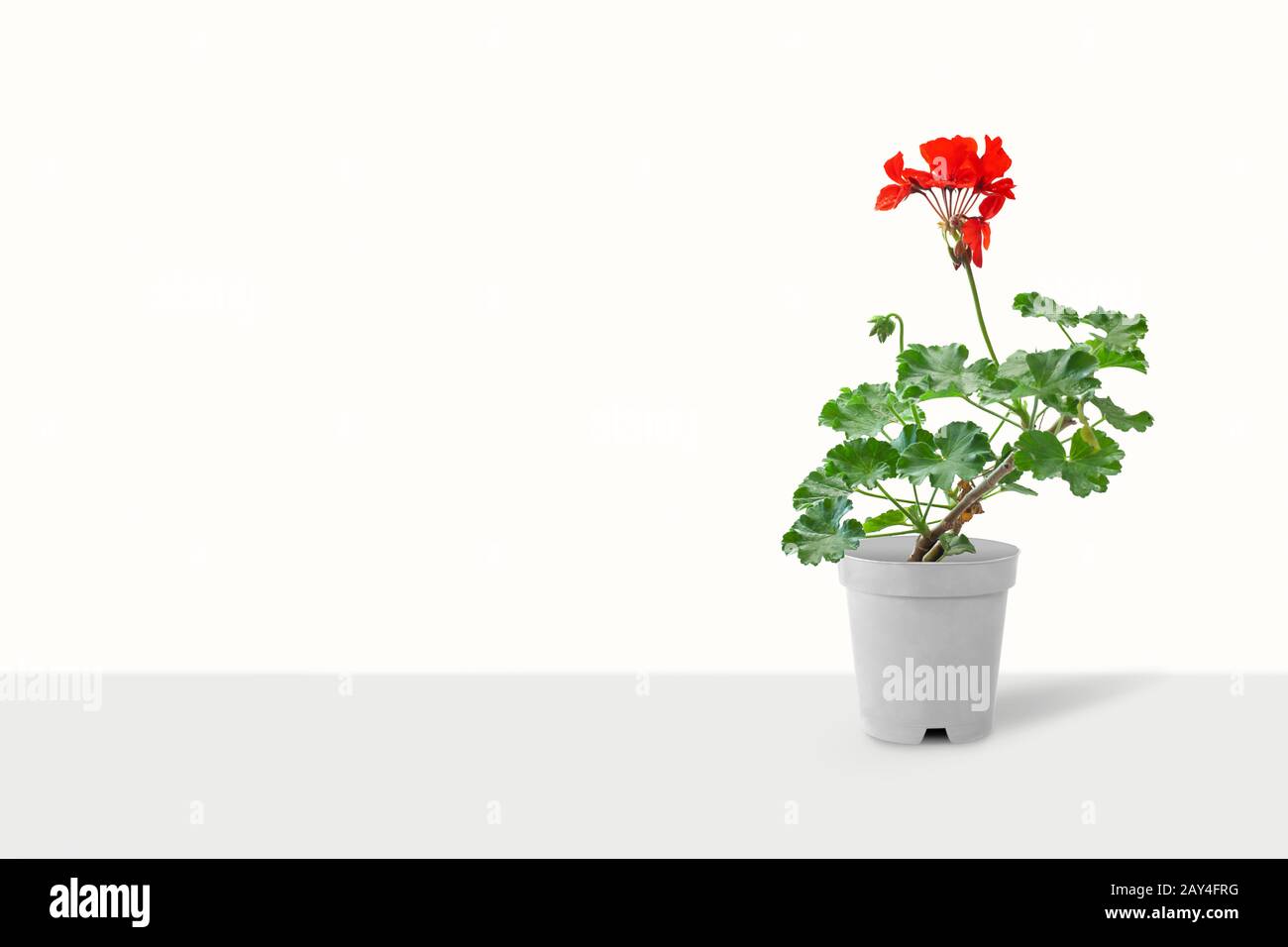 Geranium houseplant in flower pot. Isolated on color background Stock Photo
