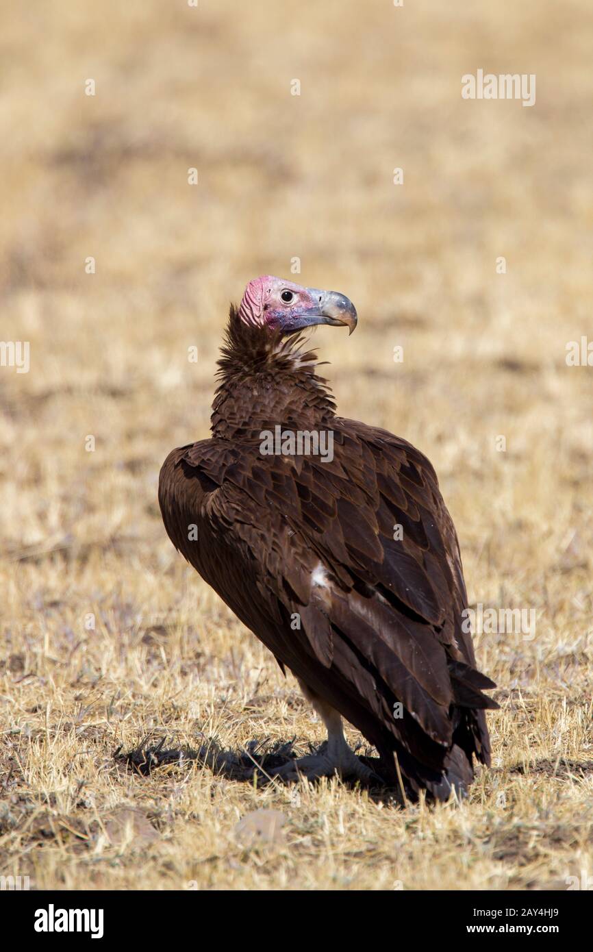 Sululta hires stock photography and images Alamy