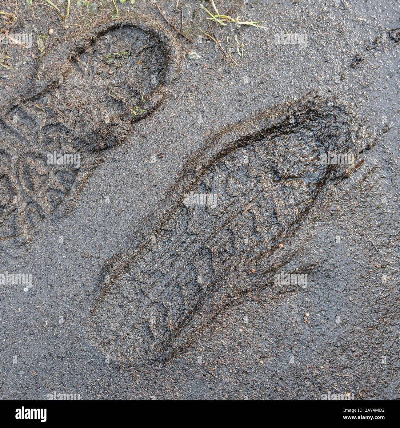 Two boot prints / shoe prints / footprints on muddy rural country footpath. Metaphor for bad weather or winter time, autumn season, 'stick in the mud' Stock Photo