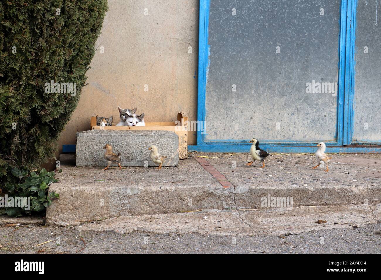 Catwalk - chicks run in front of cats Stock Photo