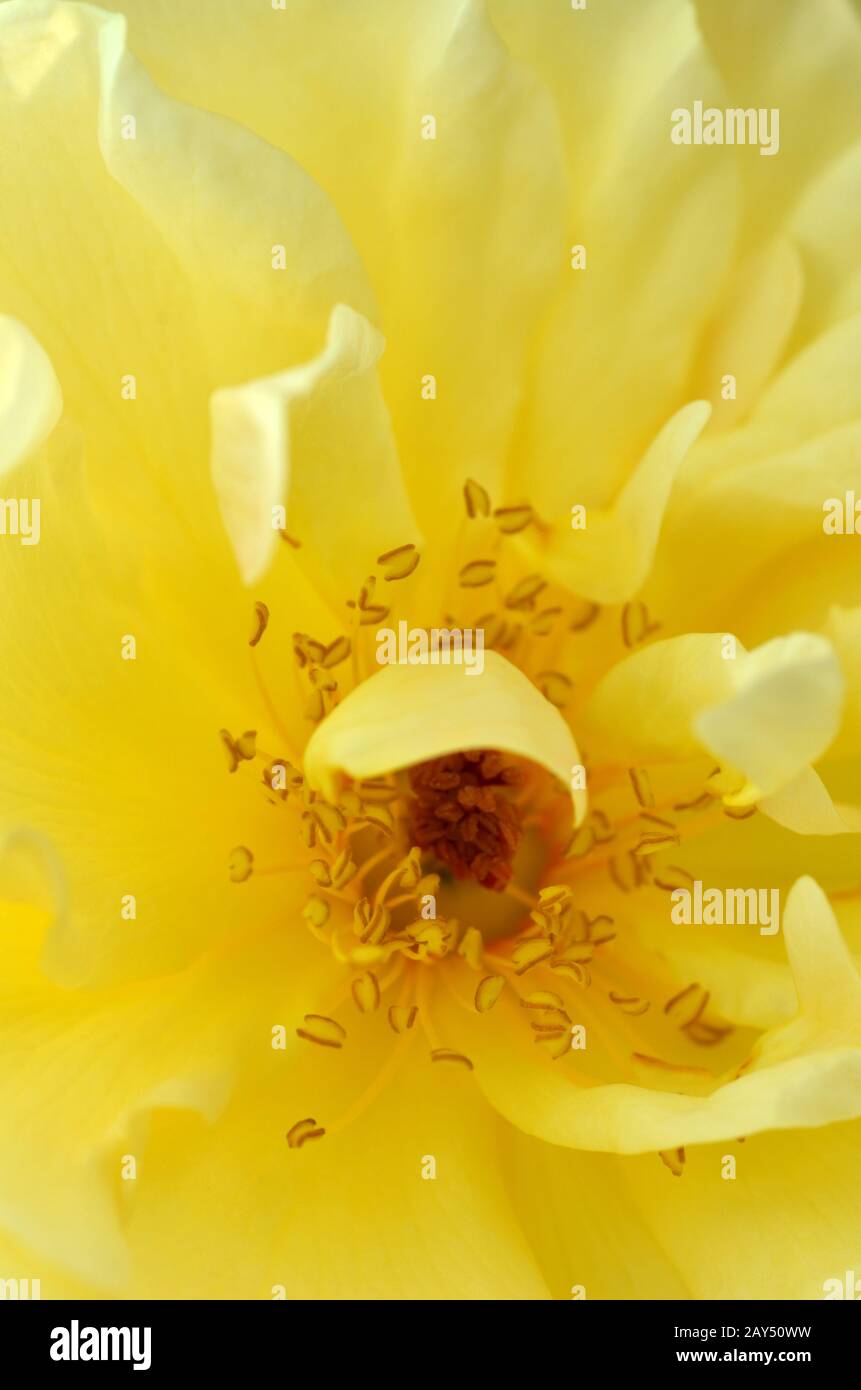 Old fashioned yellow rose hi-res stock photography and images - Alamy