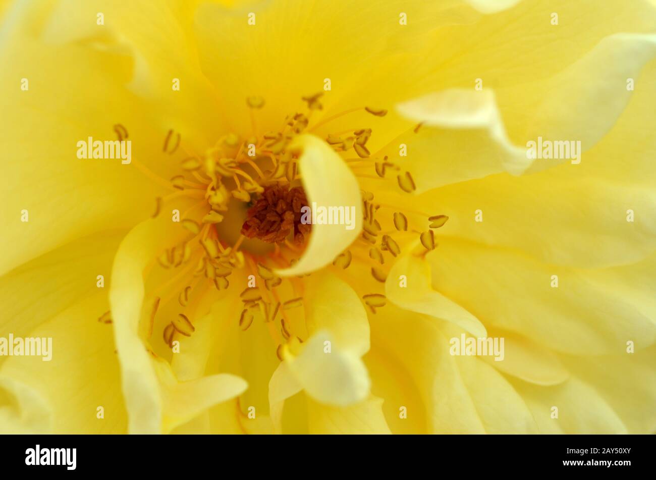 Old fashioned yellow rose hi-res stock photography and images - Alamy