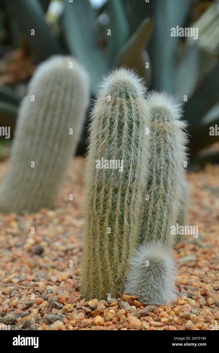 Cleistocactus strausii Stock Photo - Alamy
