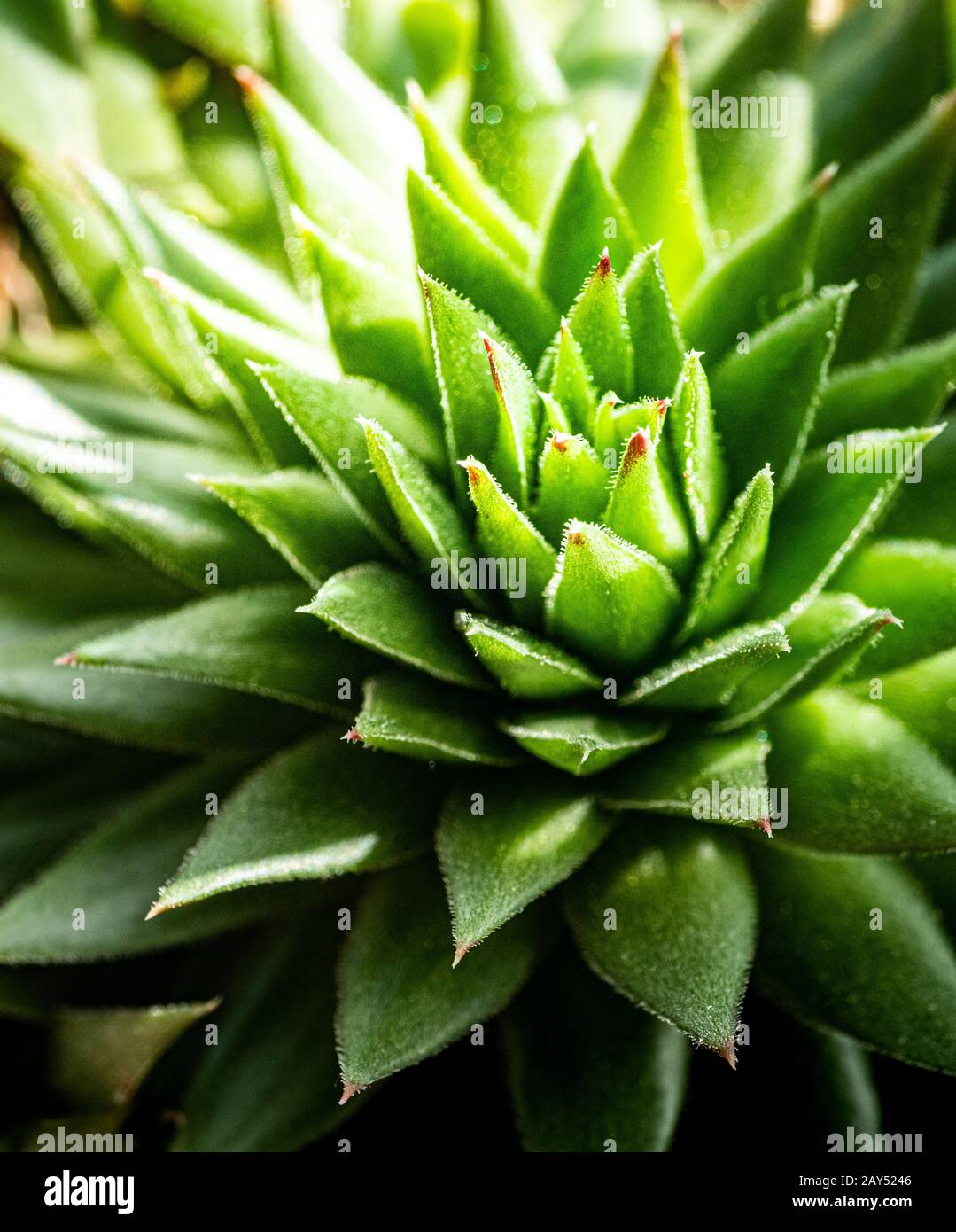 Macro image of the spiky 'Echeveria Agavoides' commonly known as the 'lipstick' plant. Stock Photo