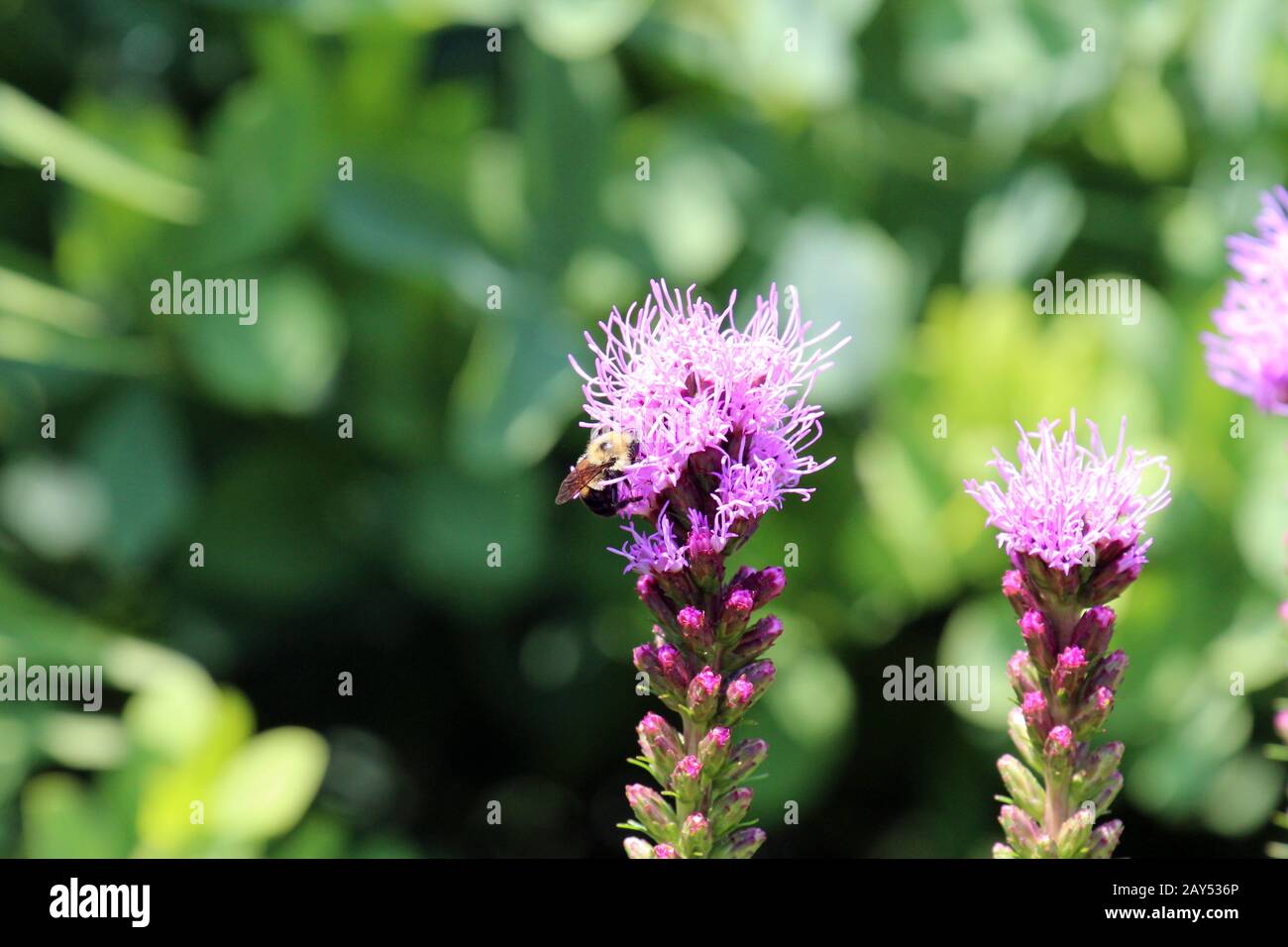 Close up of a bumblebee on a purple Liatris flower in the summer in Wisconsin, USA Stock Photo
