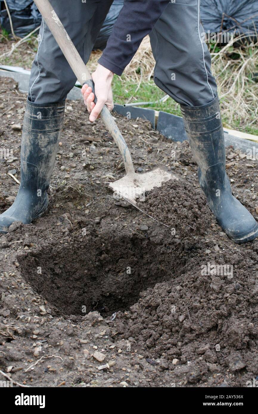 Male digging a hole with spade Stock Photo Alamy
