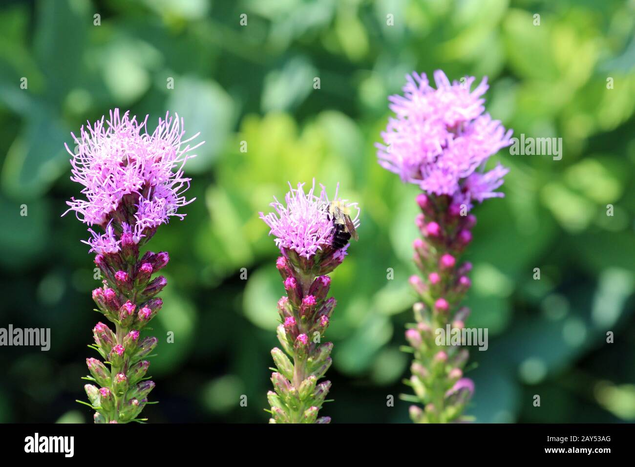 Close up of a bumblebee on a purple Liatris flower in the summer in Wisconsin, USA Stock Photo