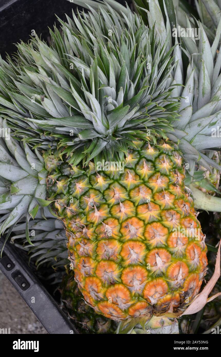 Pineapple tropical fruit Stock Photo - Alamy