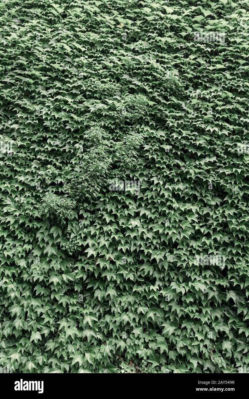 Ivy on a wall, vertical shot as background Stock Photo