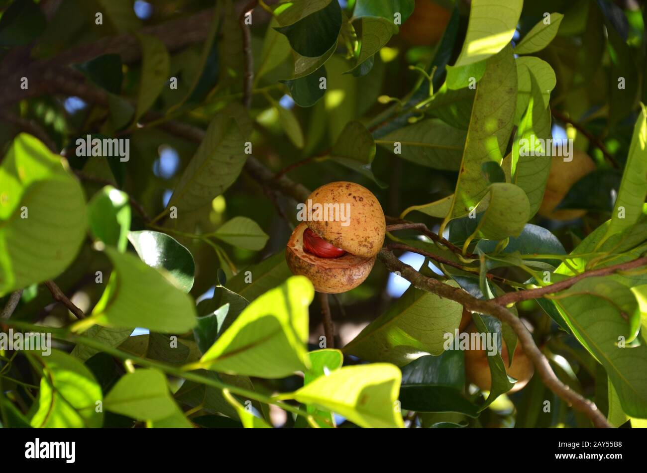 Nutmeg tree hires stock photography and images Alamy