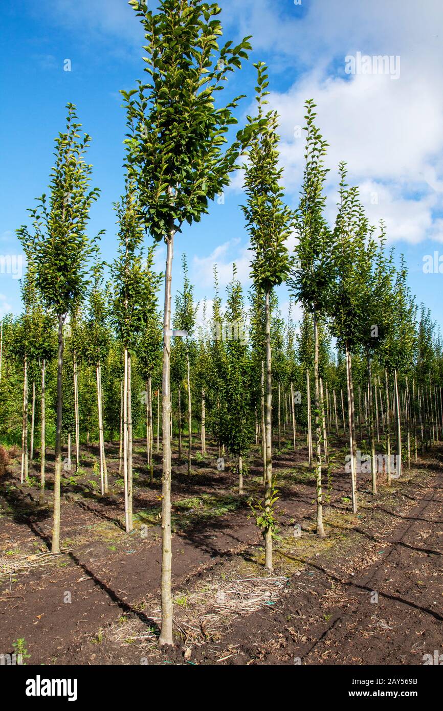 Carpinus betulus Fastigiata commonly known as the European or common hornbeam, is a hornbeam native to Western Asia and central, eastern, and southern Europe, including southern England. It requires a warm climate for good growth, and occurs only at elevations up to 600 metres. Stock Photo