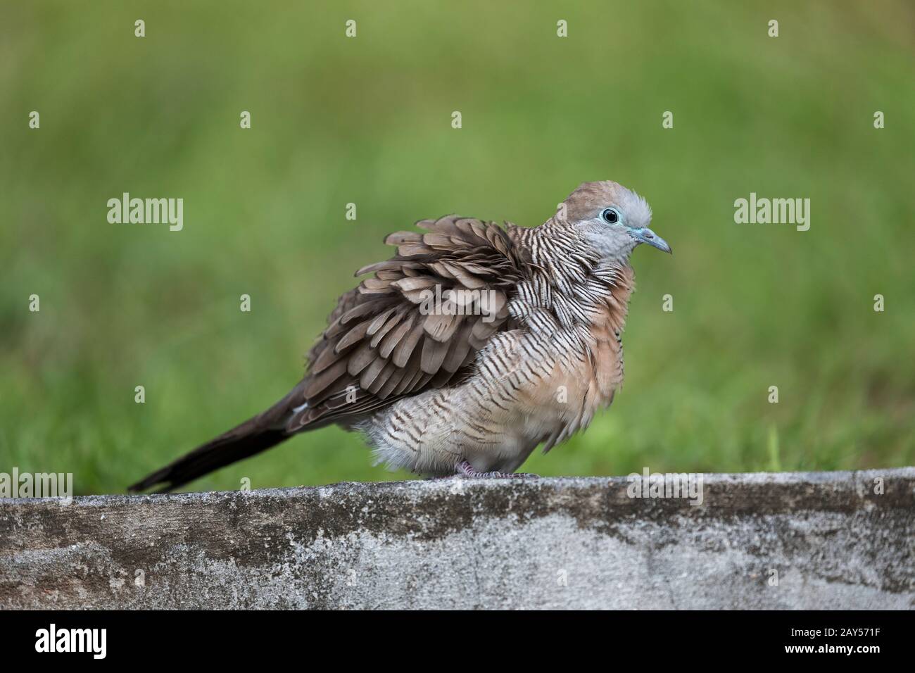 Barred Ground Dove; Geopelia striata; Seychelles Stock Photo