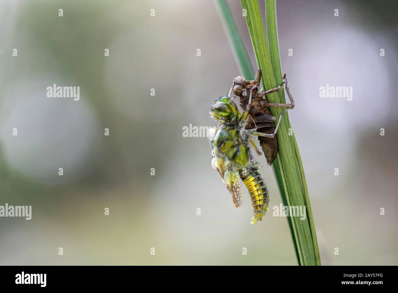 Broad Bodied Chaser Dragonfly; Libellula depressa; Emerging; UK Stock Photo