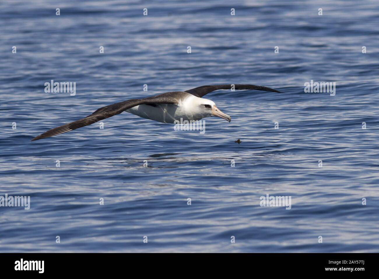 Laysan albatross that flies over the waters of the Ocean Stock Photo