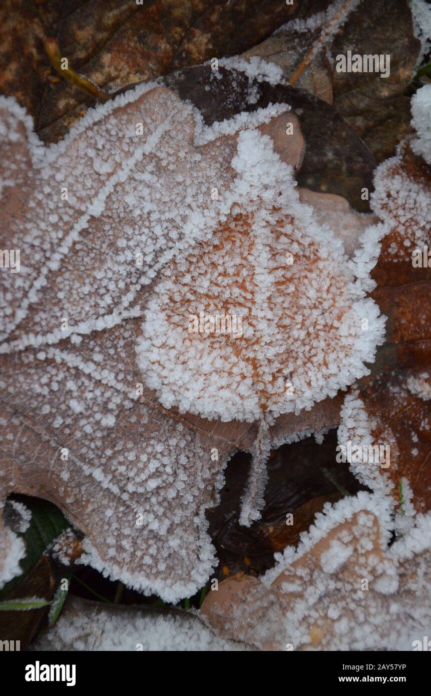 background of autumn leaves in the frost Stock Photo - Alamy