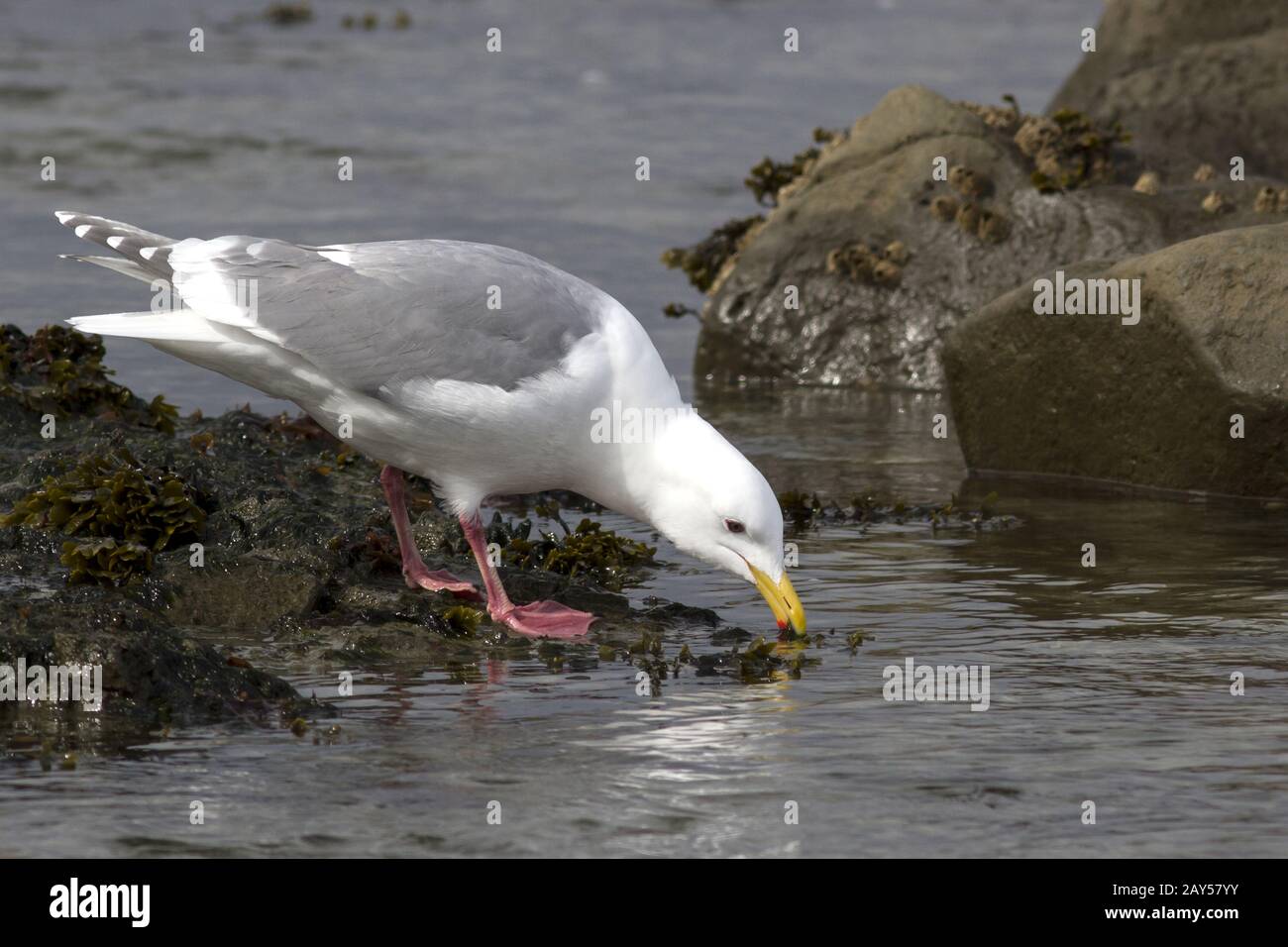 Glaucous-winged gull which forage in the band tide Stock Photo