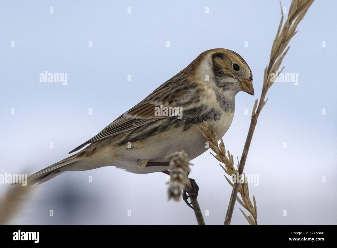 Lapland Bunting sitting on a branch Leymus head turned cloudy day Stock Photo