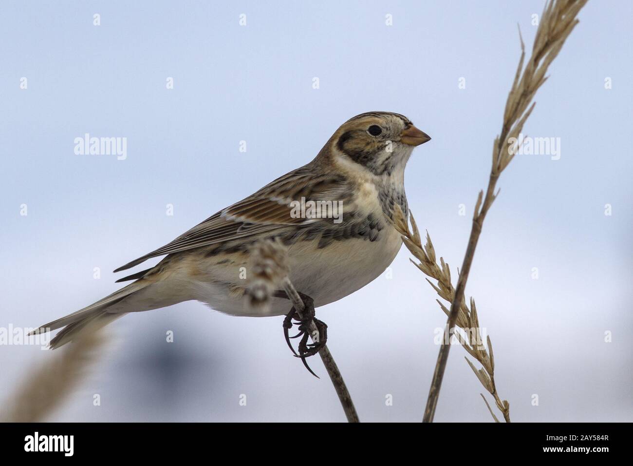 Lapland Bunting sitting on a branch Leymus winter day Stock Photo